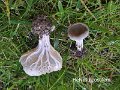 Helvella costifera-amf2012